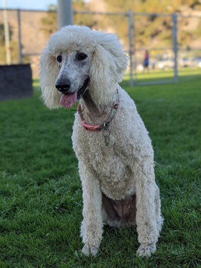 Kern Valley Dog Park - Lake Isabella, CA