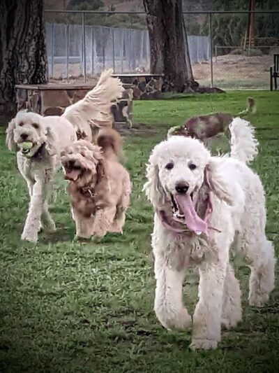 Kern Valley Dog Park - Lake Isabella, CA