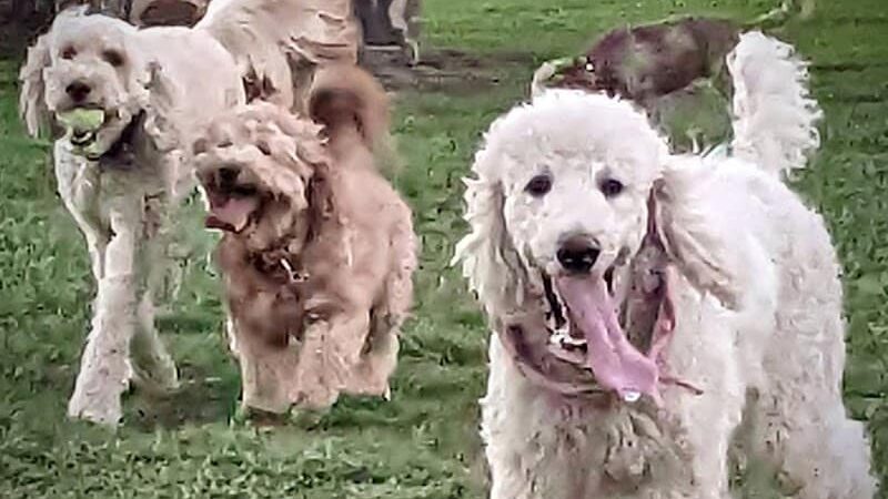 Kern Valley Dog Park - Lake Isabella, CA