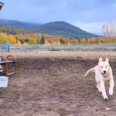 Lake George Dog Park - Lake Luzerne, MI