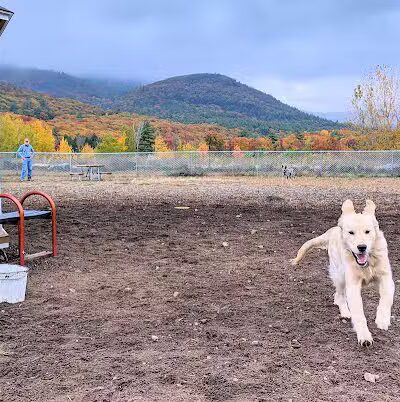 Lake George Dog Park - Lake Luzerne, MI