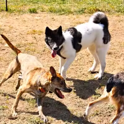 Lake George Dog Park - Lake Luzerne, MI