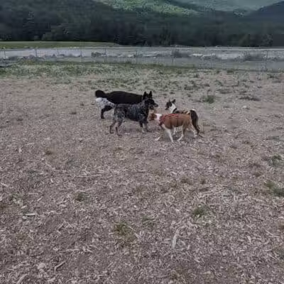 Lake George Dog Park - Lake Luzerne, MI