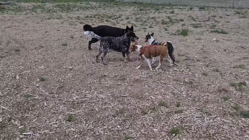 Lake George Dog Park - Lake Luzerne, MI