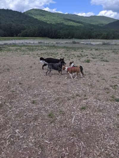 Lake George Dog Park - Lake Luzerne, MI