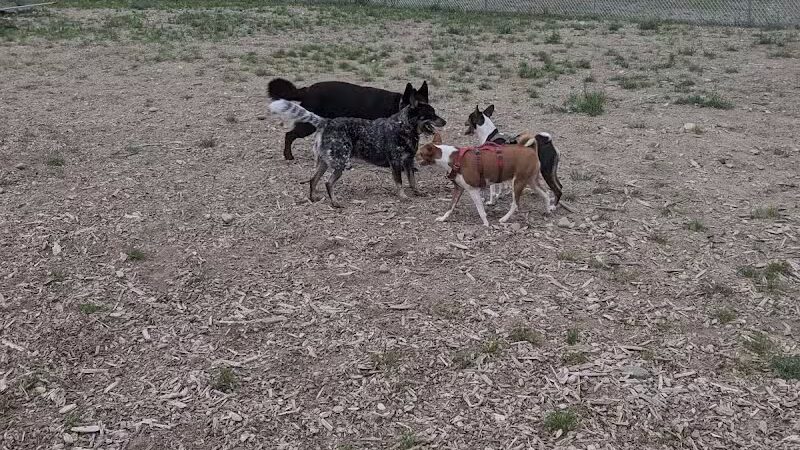 Lake George Dog Park - Lake Luzerne, MI