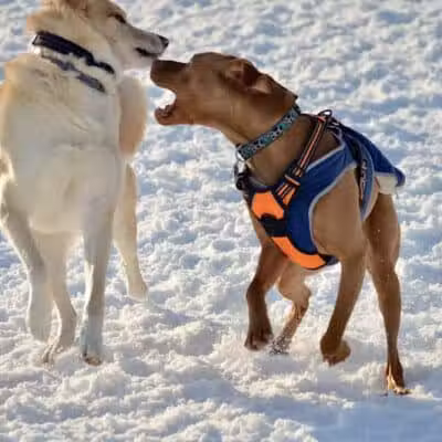 Lake George Dog Park - Lake Luzerne, MI