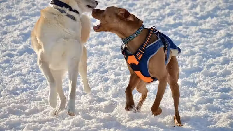 Lake George Dog Park - Lake Luzerne, MI