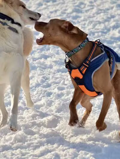 Lake George Dog Park - Lake Luzerne, MI