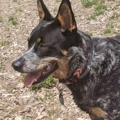 Lake George Dog Park - Lake Luzerne, MI