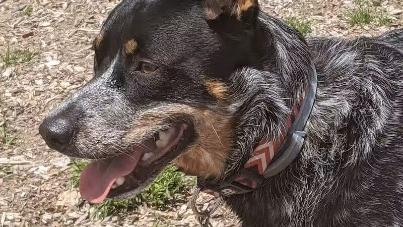 Lake George Dog Park - Lake Luzerne, MI