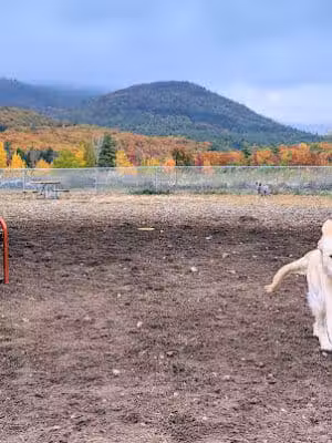 Lake George Dog Park - Lake Luzerne, MI