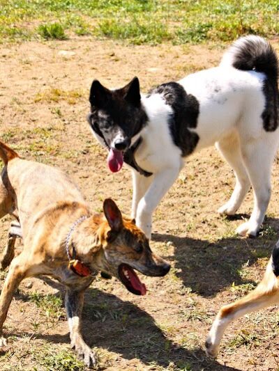 Lake George Dog Park - Lake Luzerne, NY