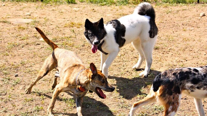 Lake George Dog Park - Lake Luzerne, NY