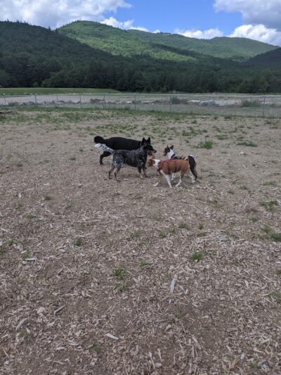 Lake George Dog Park - Lake Luzerne, NY
