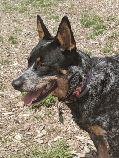 Lake George Dog Park - Lake Luzerne, NY