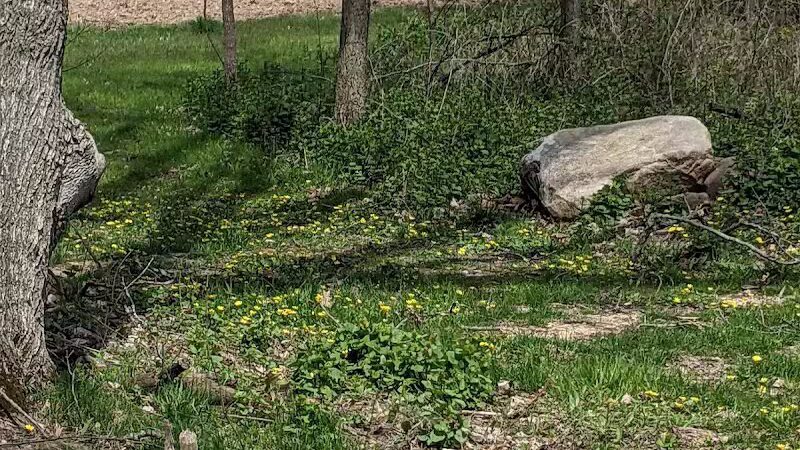 Jordan Lake Trail - Lake Odessa,