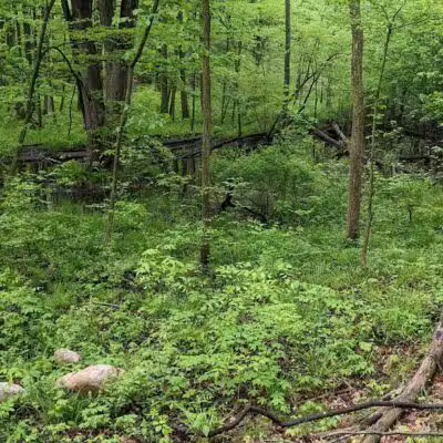 Jordan Lake Trail - Lake Odessa,