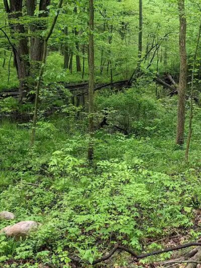 Jordan Lake Trail - Lake Odessa,