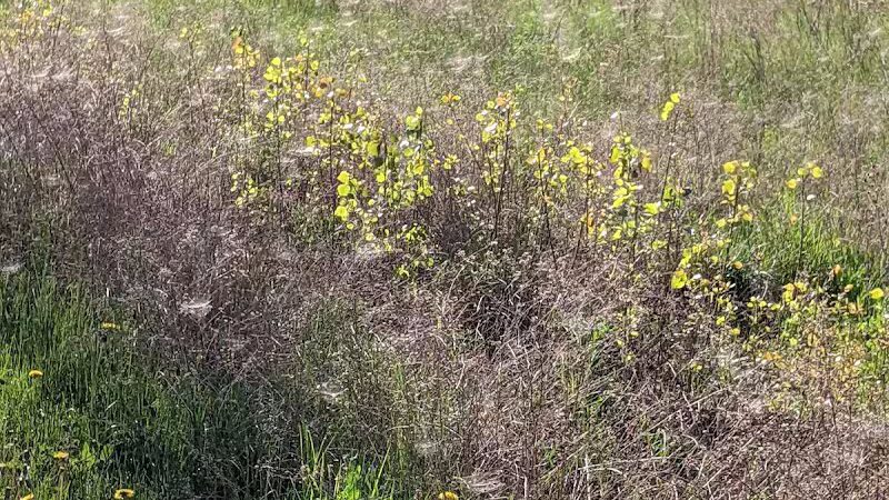 Jordan Lake Trail - Lake Odessa,