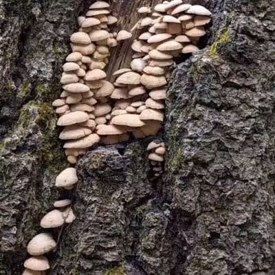 Bald Mountain Trail Head - Lake Orion, MI