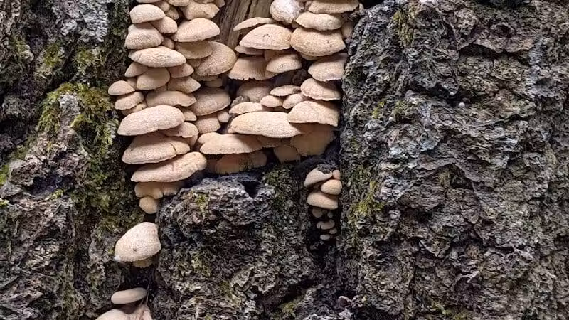 Bald Mountain Trail Head - Lake Orion, MI