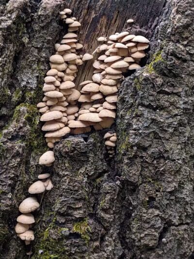 Bald Mountain Trail Head - Lake Orion, MI