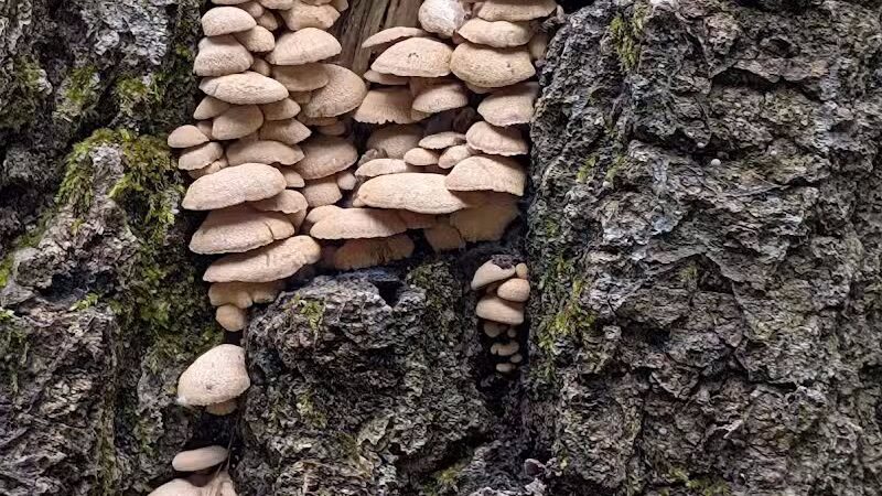 Bald Mountain Trail Head - Lake Orion, MI