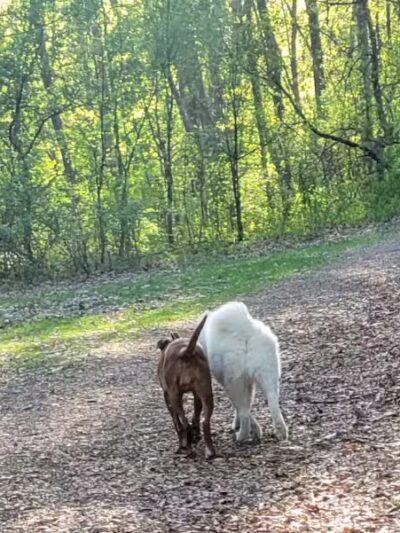 Orion Oaks County Park - Lake Orion, MI