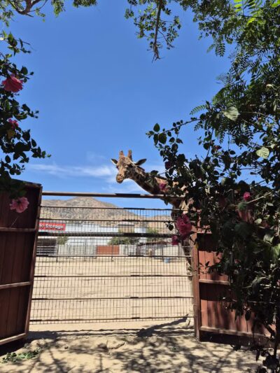 Hansen Dam Wildlife Preserve - Lake View Terrace, CA