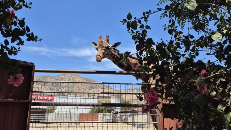 Hansen Dam Wildlife Preserve - Lake View Terrace, CA