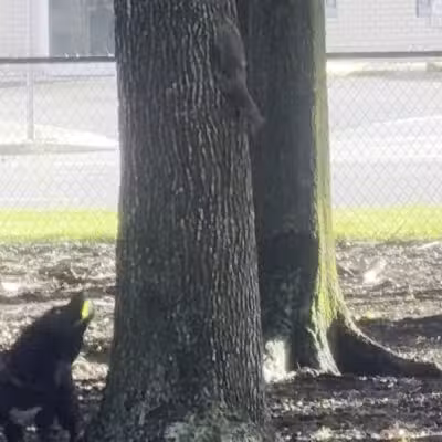 Dog Leg Woods - Lakeland, FL