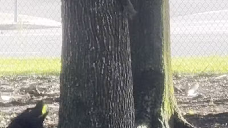 Dog Leg Woods - Lakeland, FL