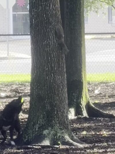 Dog Leg Woods - Lakeland, FL