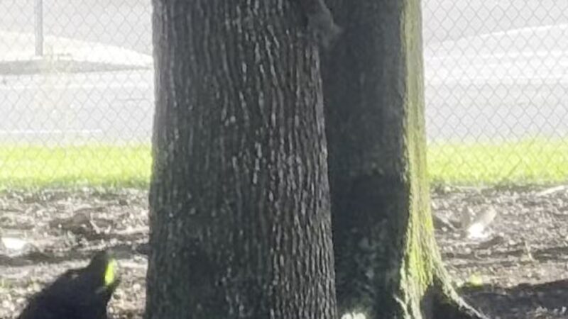 Dog Leg Woods - Lakeland, FL