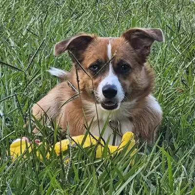 Dog Leg Woods - Lakeland, FL