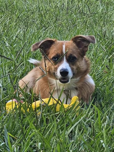 Dog Leg Woods - Lakeland, FL
