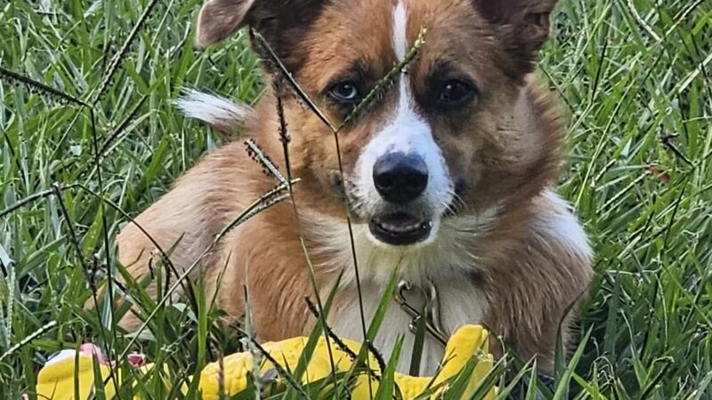 Dog Leg Woods - Lakeland, FL