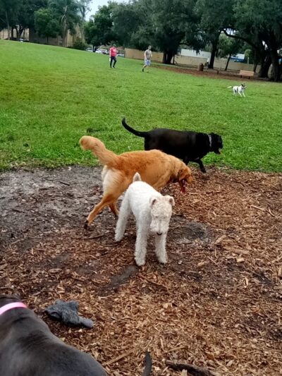 Dog Leg Woods - Lakeland, FL