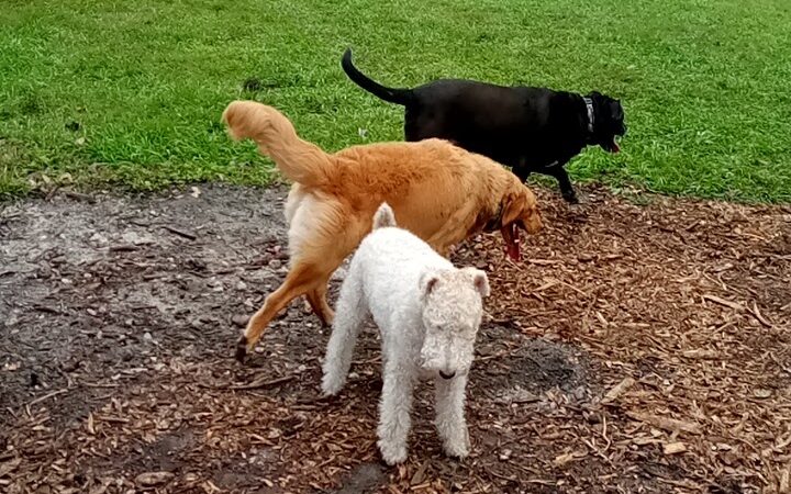 Dog Leg Woods - Lakeland, FL