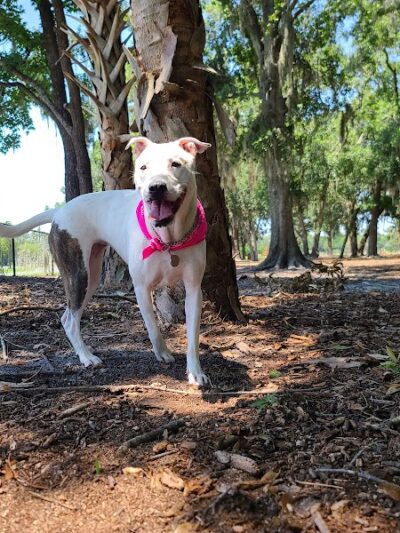 Dog Leg Woods - Lakeland, FL