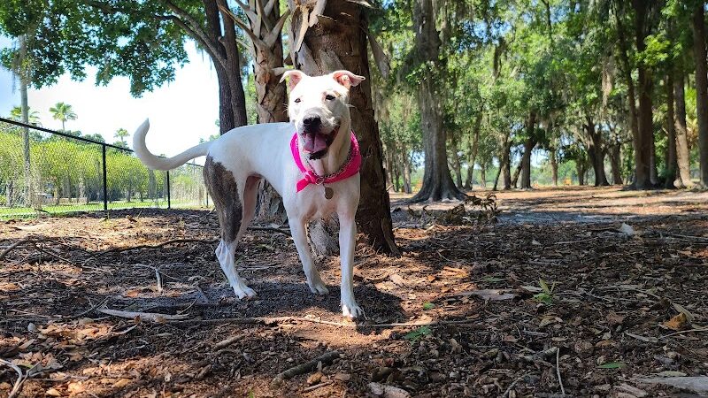 Dog Leg Woods - Lakeland, FL