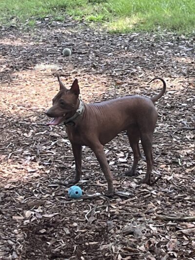 Dog Leg Woods - Lakeland, FL