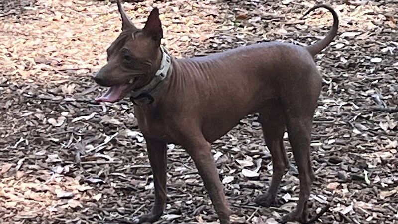 Dog Leg Woods - Lakeland, FL