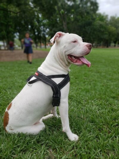 Dog Leg Woods - Lakeland, FL