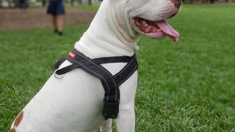 Dog Leg Woods - Lakeland, FL