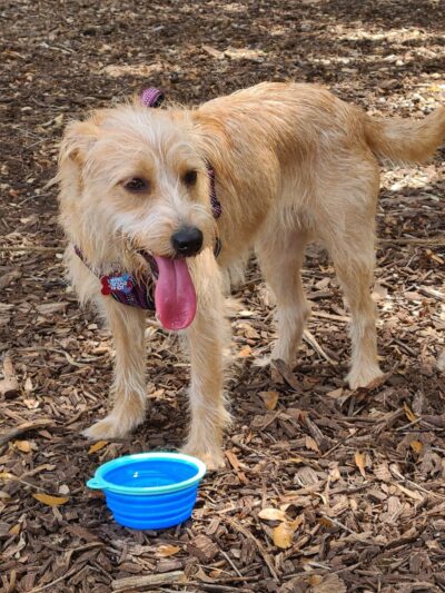 Dog Leg Woods - Lakeland, FL