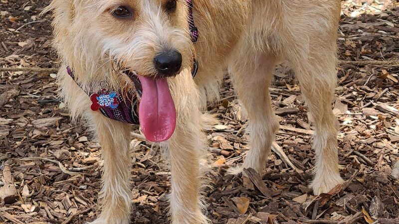 Dog Leg Woods - Lakeland, FL