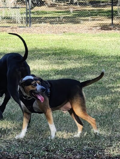 Dog Leg Woods - Lakeland, FL