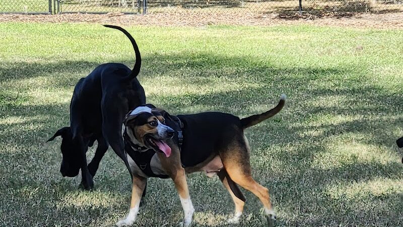 Dog Leg Woods - Lakeland, FL